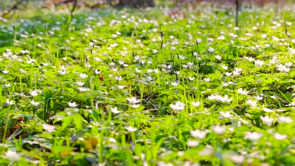 緑の春の森。朝の太陽は、白い花と緑の草を点灯します。パノラマ 1920 x 1080 — ストック動画