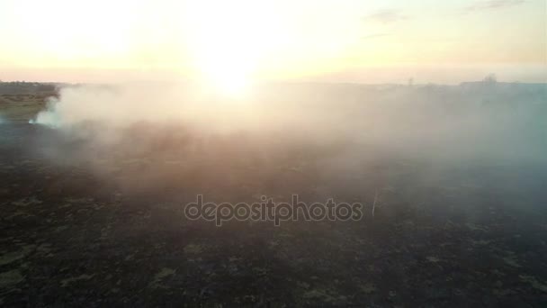 Antenowe 4k. Ogień pola o zachodzie słońca. Pożar na dużą skalę, widok z góry. Kamera leci za pośrednictwem gęstego dymu. Smog w dużym obszarze — Wideo stockowe