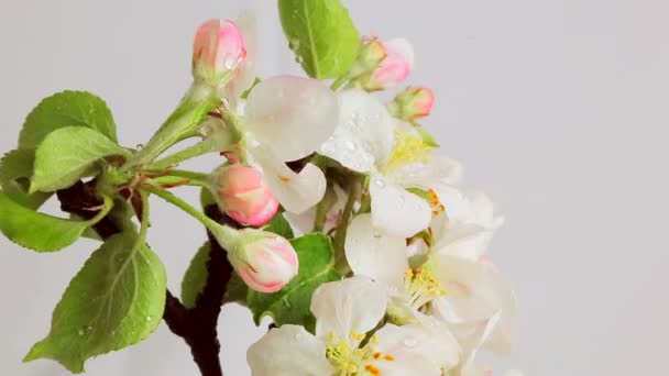 Apple Blossom otočení na bílém pozadí pokryté kapkami rosy. Video 360
