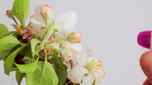 Acqua di fiori di melo che annaffia. Rotazione fiore di mela 360 su sfondo bianco — Video Stock