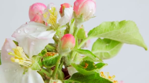 Закрывай. Цветущее яблоко вращается на белом фоне, покрытом капли росы. Видео 360 — стоковое видео