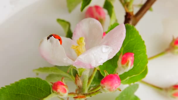 Lieveheersbeestje op bloesem apple draaien op een witte achtergrond. Video 360 — Stockvideo