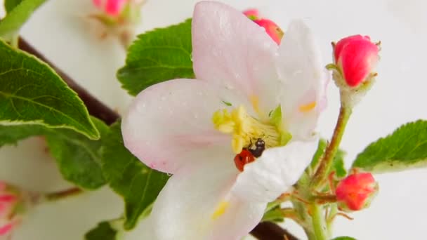 Coccinelle sur pomme en fleur tournant sur un fond blanc. Vidéo 360 — Video