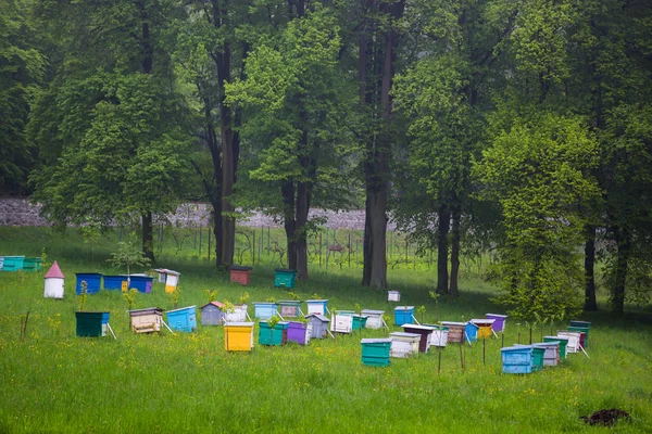 Bees. Beekeepers working in apiary. — Stock Photo, Image