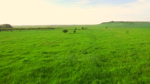 Vue Aérienne. Survoler un champ verdoyant le soir au coucher du soleil . — Video