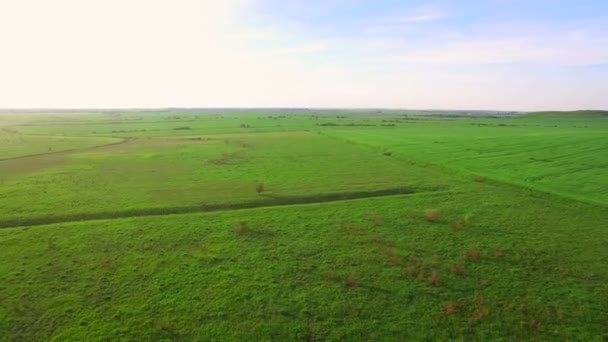 Vista aérea. Voando sobre um campo verde à noite ao pôr-do-sol . — Vídeo de Stock