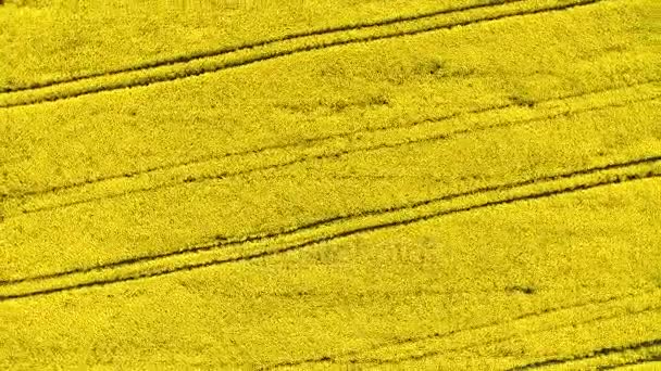 Luchtfoto bovenaanzicht. Vlucht over veld met bloeiende koolzaad bloemen. Luchtfoto beeldmateriaal. Vlucht over het veld van koolzaad — Stockvideo