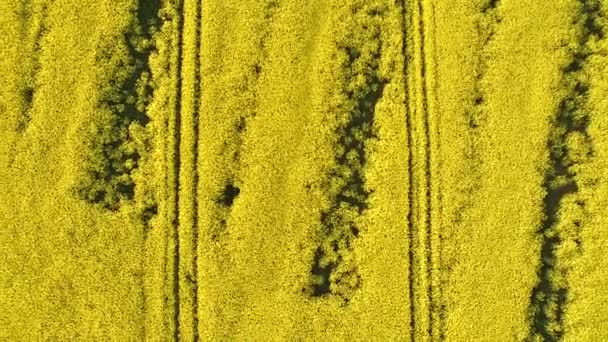 Aerial top view. Flight over Field with flowering Canola flowers. Aerial footage. Flight over the field of rapeseed — Stock Video