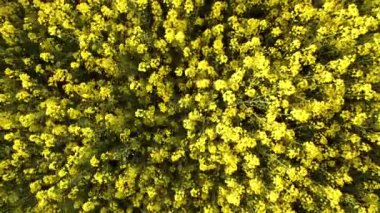 Hava üstten görünüm alçak irtifa. Çiçekli kanola çiçekler ile uçuş alanın üzerinde. Havadan görüntüleri. Kolza tohumu alanın üzerinde uçuş