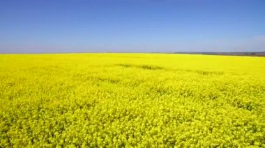 Çiçekli kanola çiçekler ile uçuş alanın üzerinde. Havadan görüntüleri. Kolza tohumu alanın üzerinde uçuş