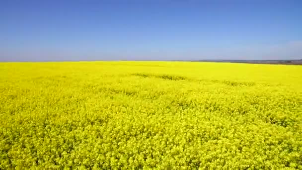 Vuelo sobre el campo con flores de canola de floración. Imágenes aéreas. Vuelo sobre el campo de la colza — Vídeo de stock