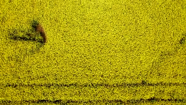 Aerial top view. Flight over Field with flowering Canola flowers. Aerial footage. Flight over the field of rapeseed — Stock Video