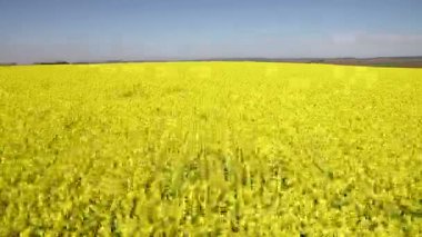 Çiçekli kanola çiçekler ile uçuş alanın üzerinde. Havadan görüntüleri. Kolza tohumu alanın üzerinde uçuş