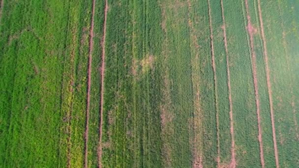 Aerial view top. Flight over the field of green wheat on a bright sunny day. — Stock Video