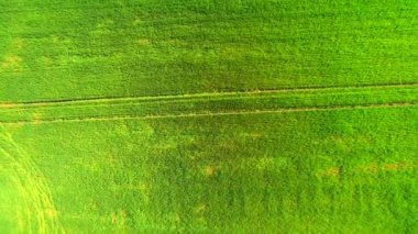 Havadan görünümü üst. Parlak güneşli bir günde yeşil buğday alan uçuş.