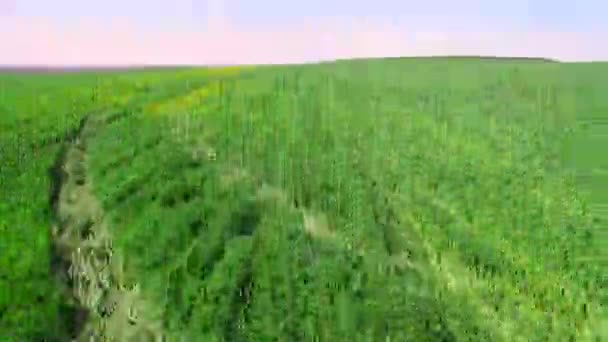 Flight over the field of green wheat on a bright sunny day. — Stock Video