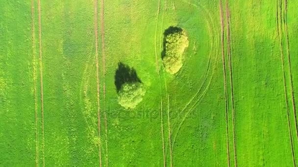Вид зверху на повітря. Політ над полем зеленої пшениці в яскравий сонячний день. Посеред поля два великих дерева . — стокове відео