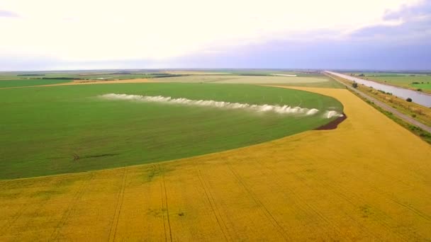 産業農業。空中映像: 夏にヨーロッパでレタスのフィールドの灌漑。水をまき、小麦畑を灌漑. — ストック動画