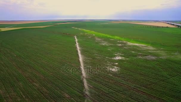 Agricultura industrial. Vídeo aéreo: Irrigación de un campo de lechugas en Europa en verano. Riego y riego de campos de trigo . — Vídeos de Stock