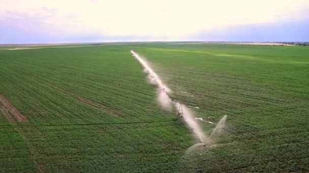 Βιομηχανικών γεωργικών εκμεταλλεύσεων. Εναέρια πλάνα βίντεο: άρδευση μαρουλιού πεδίου στην Ευρώπη το καλοκαίρι. Πότισμα και άρδευση χωράφια με το σιτάρι. — Αρχείο Βίντεο