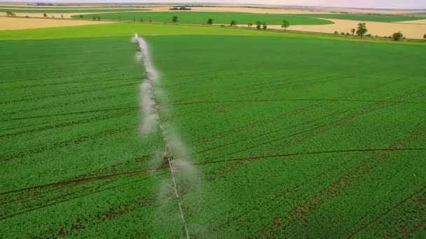 産業農業。空中映像: 夏にヨーロッパでレタスのフィールドの灌漑。水をまき、小麦畑を灌漑. — ストック動画