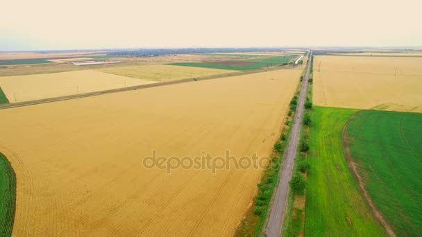 Blick aus einer großen Weizenfelderhöhe in Form eines Kreises. Anbau und Bewässerung der Felder — Stockvideo