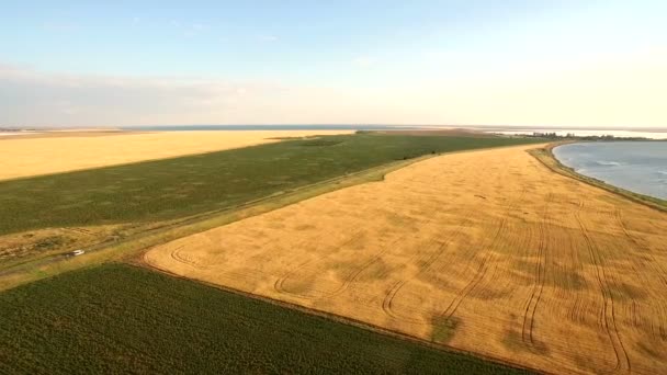 Жовте і зелене поле пшениці на набережній біля солоних озер — стокове відео