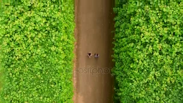 İki sevgili Beneath kale ve Park içinde yürüyor. Üstten Görünüm hava Dusseldorf Almanya — Stok video