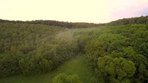 Aerial morgon dimma fältet skog. Ukrainska — Stockvideo