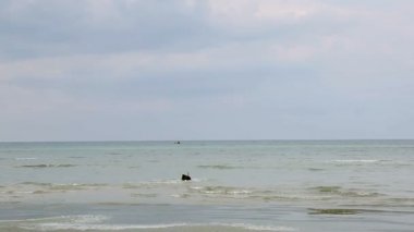 Köpek topun arkasında denize çalıştırır ve kıyıya döndürür