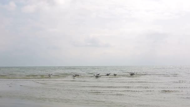 Stormo di gabbiani in piedi nel mare poco profondo. I gabbiani mangiano pesce in mare — Video Stock