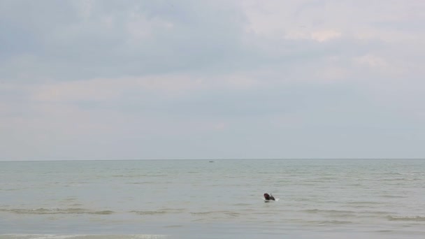The dog runs into the sea behind the ball and returns to the shore — Stock Video