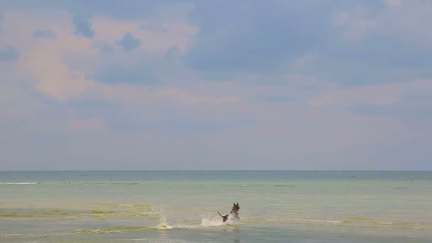 Hunden springer in havet bakom bollen och återvänder till stranden — Stockvideo