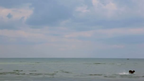 The dog runs into the sea behind the ball and returns to the shore — Stock Video