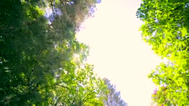 Sonnenstrahlen scheinen durch die Blätter der Bäume im Wald. die Kamera bewegt sich den Berg hinunter — Stockvideo