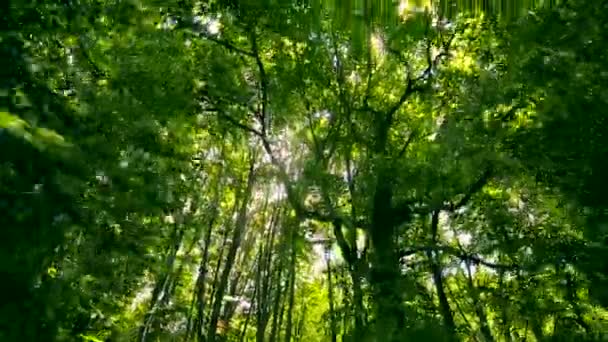 Zonnestralen zijn stralend door de bladeren van de bomen in het bos. De camera beweegt naar beneden de heuvel — Stockvideo