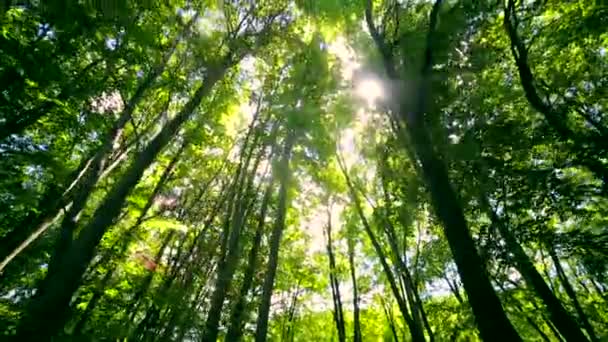 Soles rayos están brillando a través de las hojas de los árboles en el bosque. La cámara se mueve colina abajo — Vídeos de Stock