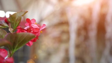 yeşil yaprakları ile küçük yapay şelale. Pembe çiçek