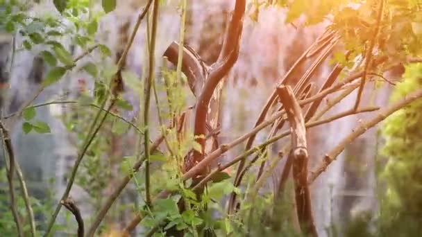 Petite cascade artificielle à travers les feuilles vertes — Video