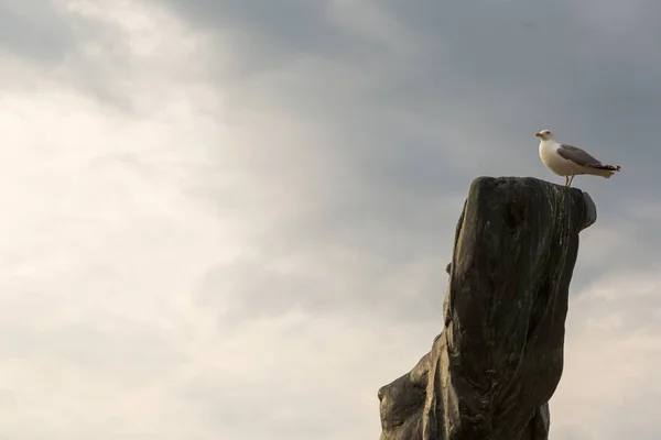 Γλάρος πουλί κάθεται στο παλιό δέντρο ξηρό. Σύννεφο με φόντο. Έννοια θαλάσσια όνειρο. — Φωτογραφία Αρχείου