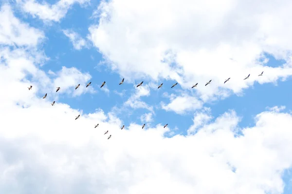 Pelicanos a voar. Formação de pelicanos voando para alimentos — Fotografia de Stock