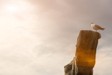 Kuş martı eski kuru ağaçta oturuyor. Bulut arka plan. Kavram deniz rüya.