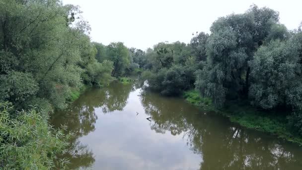 Kleiner Fluss bei trübem Wetter in einem dichten Wald mit grünen Bäumen. — Stockvideo