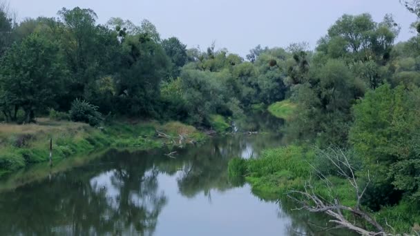 Liten flod i ett mulet väder i en tät skog med gröna träd. — Stockvideo