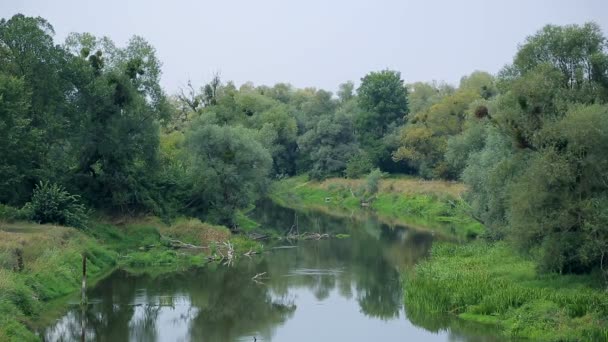 Piccolo fiume in un tempo nuvoloso in una fitta foresta con alberi verdi . — Video Stock