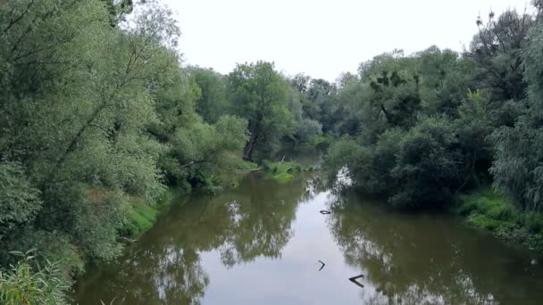 Мала річка в похмуру погоду в густому лісі з зеленими деревами . — стокове відео