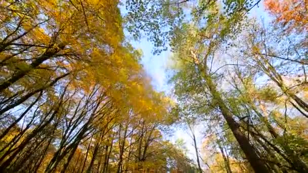 Vue de la caméra. Parc d'automne avec de beaux arbres colorés, feuilles jaunes d'automne par une journée ensoleillée . — Video