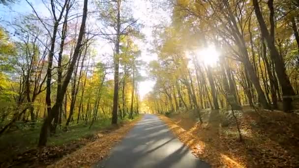 Movimiento de cámara delante. Parque de otoño con hermosos árboles de colores, hojas amarillas de otoño en un día soleado . — Vídeos de Stock