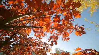 Sonbahar Park kırmızı yaprakları, kırmızı yapraklarda güneşli bir günde çıkar. Güneş ışınlarının yaprakları geçmek. Kamera önünde taşır