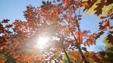 Sonbahar Park kırmızı yaprakları, kırmızı yapraklarda güneşli bir günde çıkar. Güneş ışınlarının yaprakları geçmek. Kamera önünde taşır